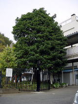 �{�Z�̃V���{���@�@��(����)�̖�